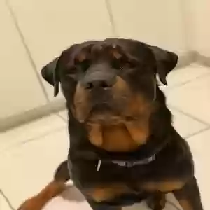 adoptable Dog in Miami, FL named Zeus